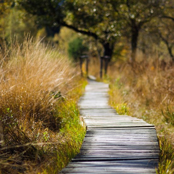 Plants and trees produce chemicals that help us manage our stress levels © Pexels
